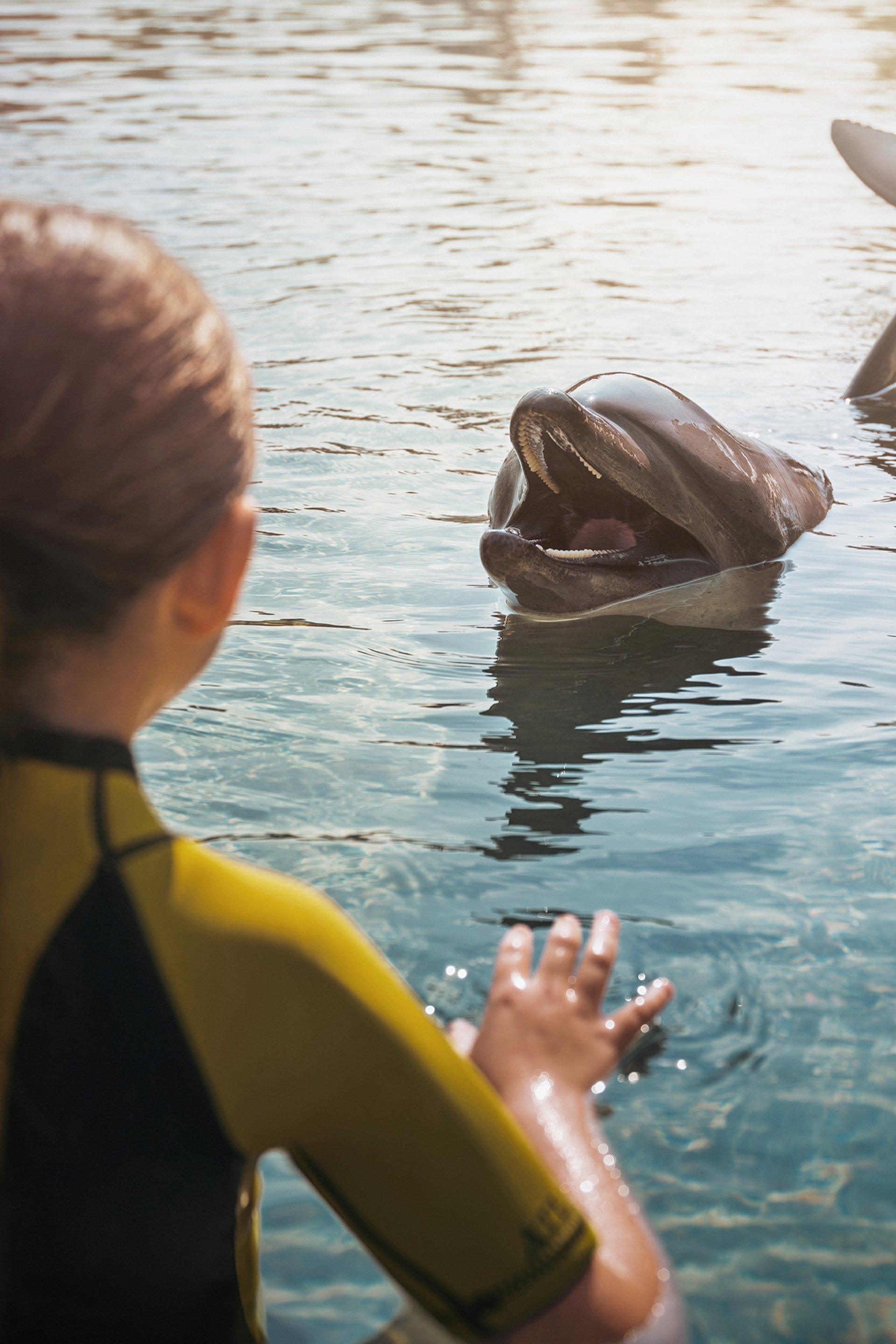Dolphin Bay